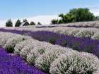 Lavender fields near the town of Zillah in the Yakima Valley Art Print